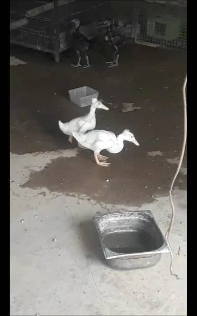 duck pair