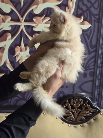 Persian kitten forsale