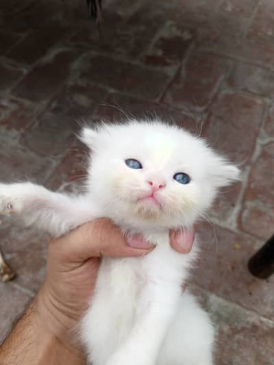 1 month ky ha blue eyes healthy breed