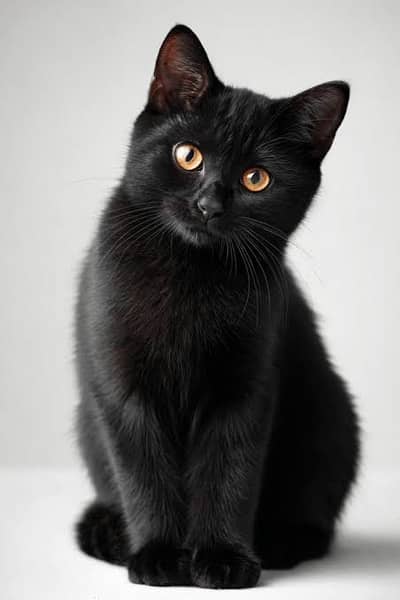free adopt