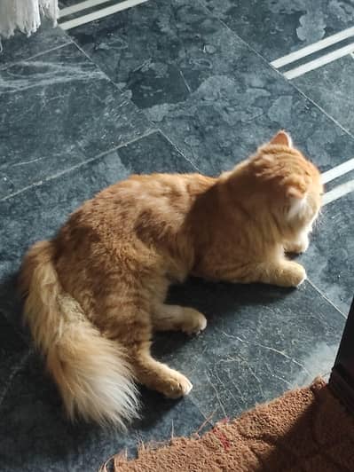 Persian Cat Triple Coat For sale