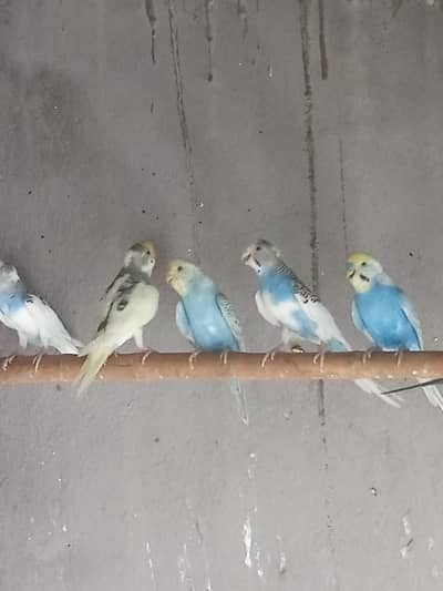 Australian buggies breeder pair for sale eggs