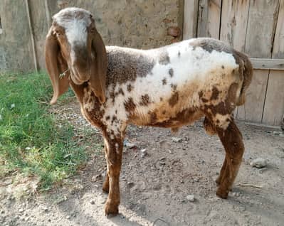 سپریم Top Quality کجلا چھترا