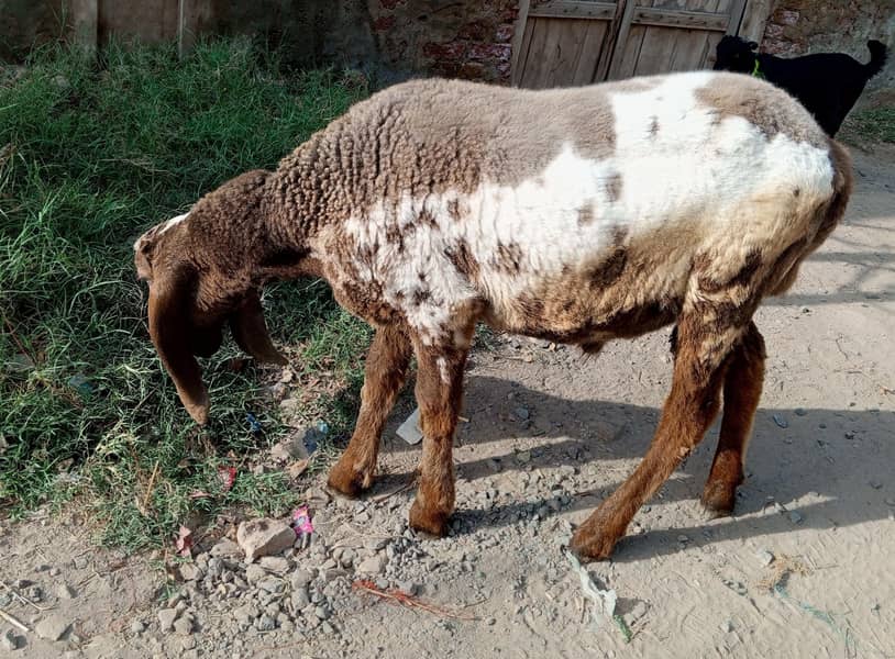 سپریم Top Quality کجلا چھترا 2