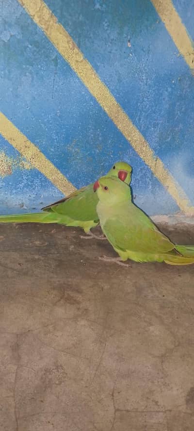 green parrot