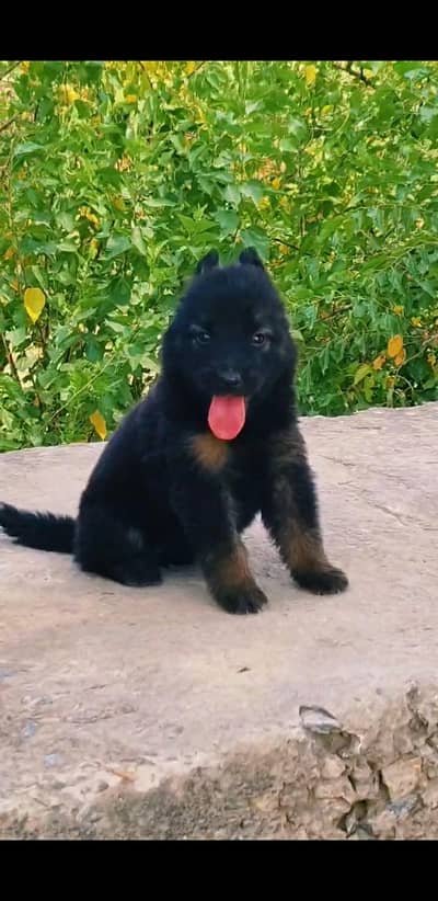 German Shepherd long coat female age 45 for sale