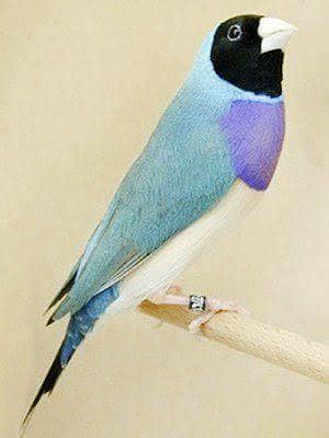 All types of Finches and budgies