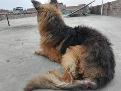 German shepherd long coat male