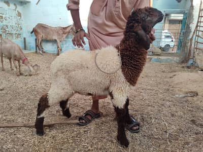 sheep