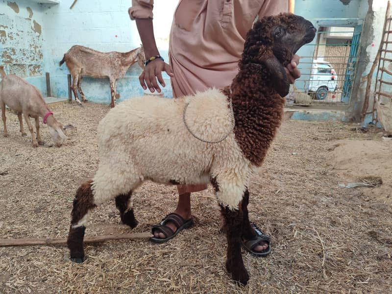sheep 0