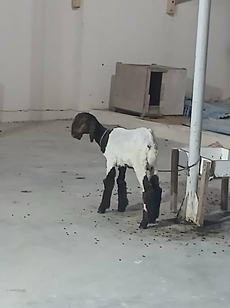 sheep 1