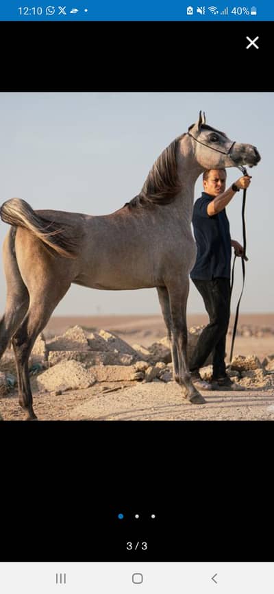 Original Arabic horses