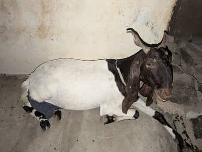 Original Pateri Bakri pregenant and 2 Path Punjab Nasal For sale . . .