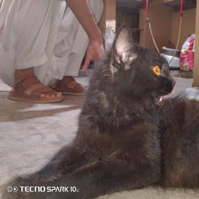 black doll persion cat for sale