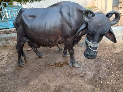 buffalo with baby