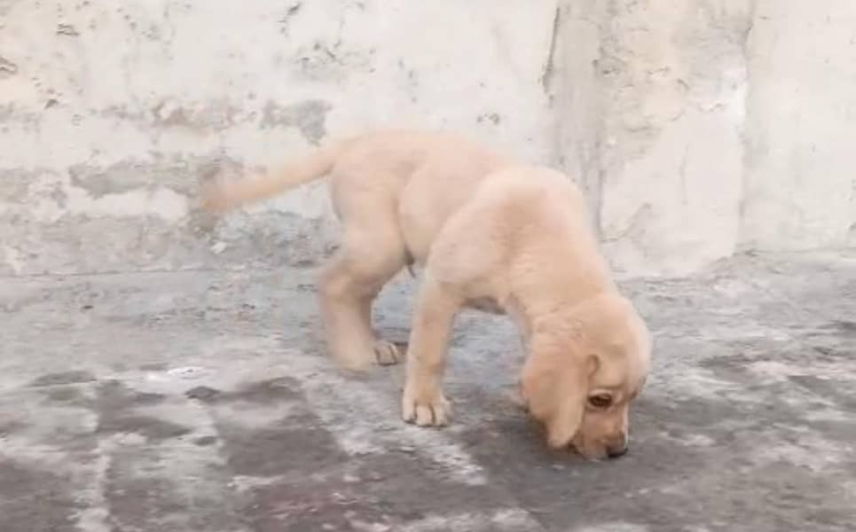 Labrador 0