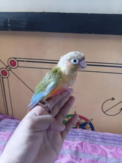 pineapple counre English breed