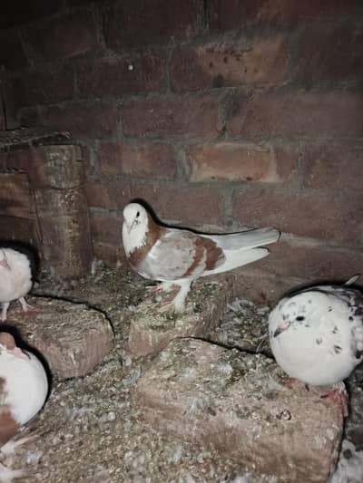 fancy pigeon