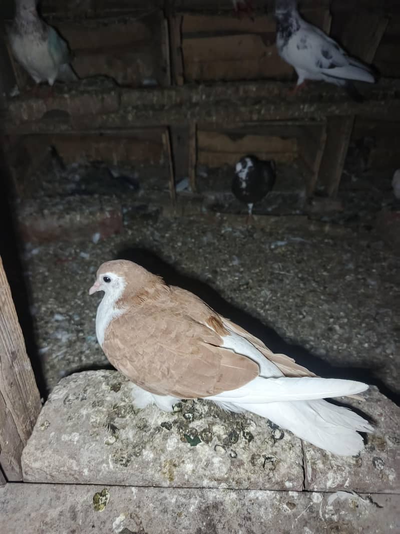 fancy pigeon 1