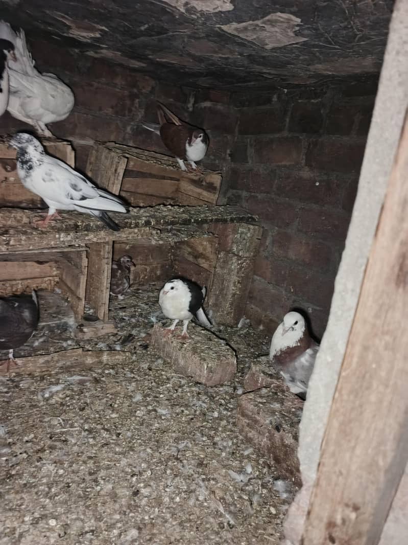 fancy pigeon 2