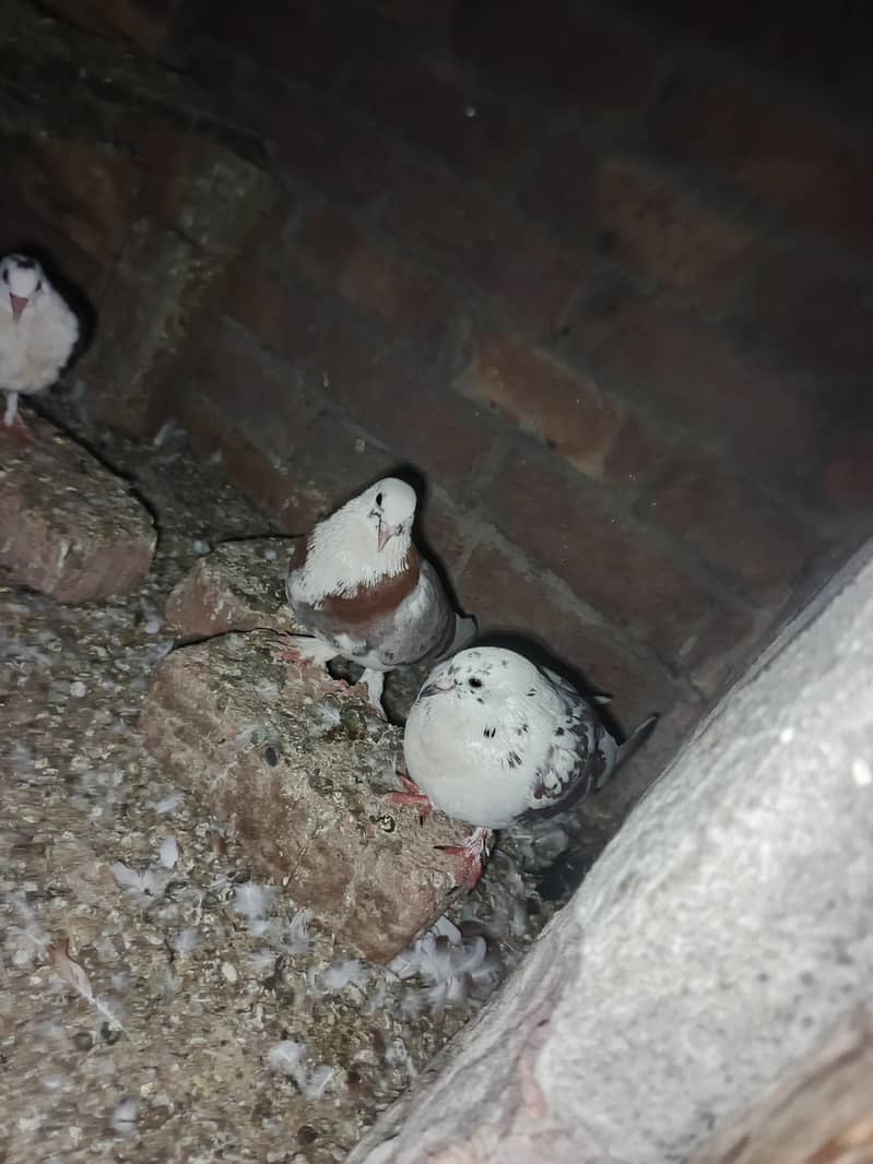 fancy pigeon 3