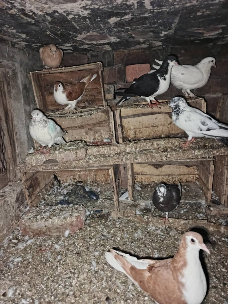 fancy pigeon 4