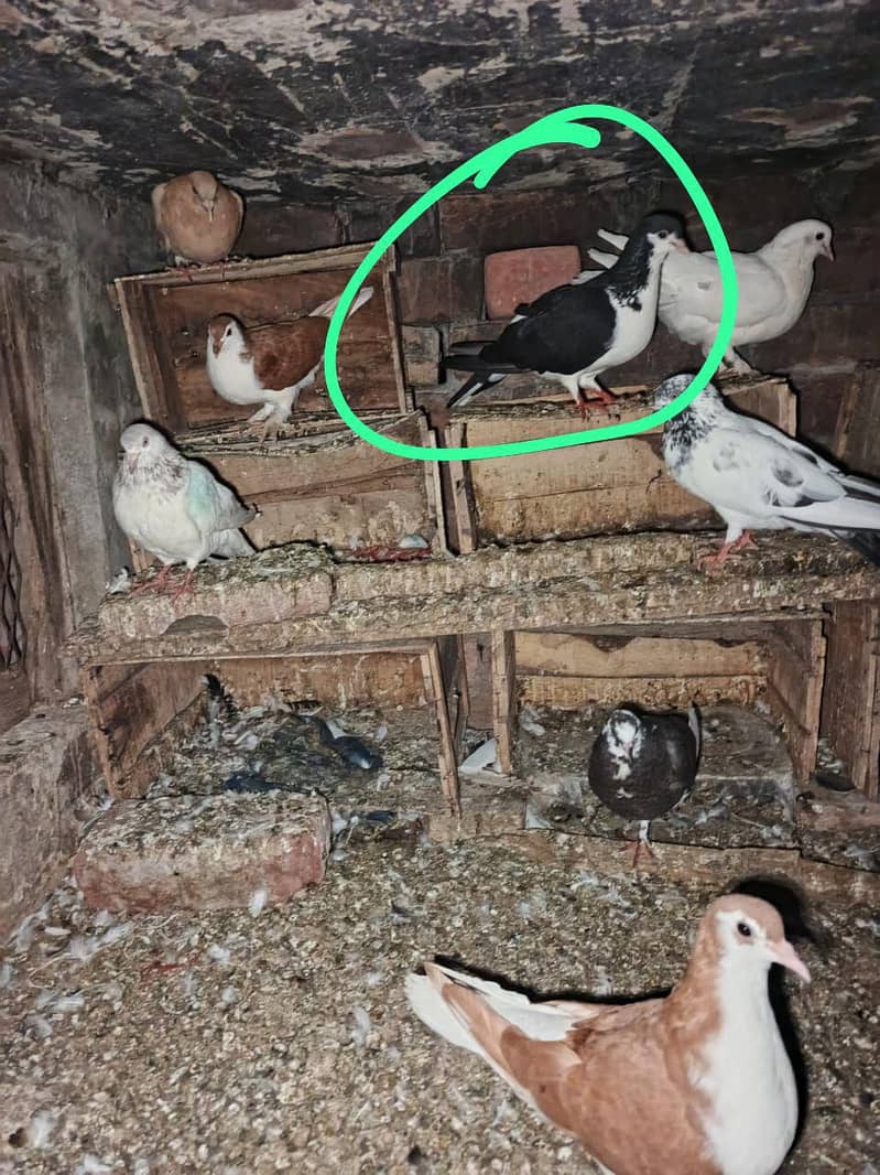 fancy pigeon 5