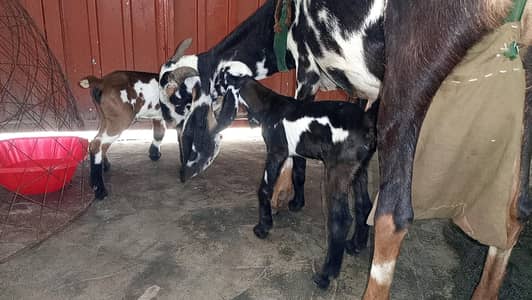 Doodh wali taza sui bakri sath 2 bachy aur aik bakra