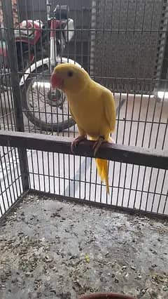 baby parrot