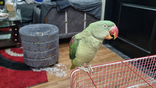 Cute Parrot for sale