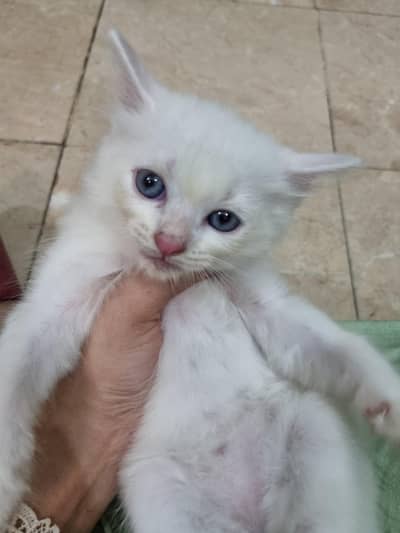 Baby Cat Persian