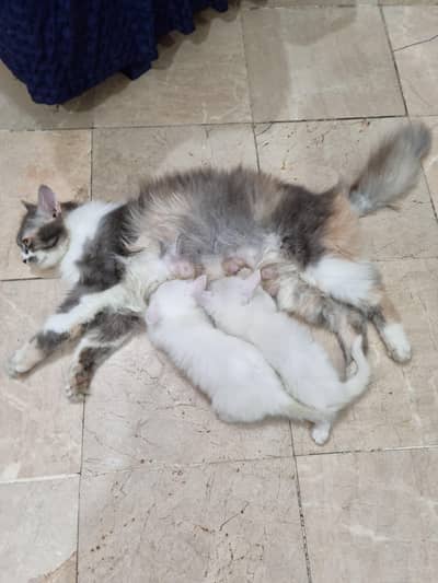 Baby Cat Persian