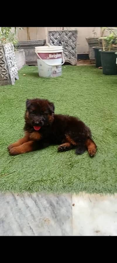 gsd puppy long cot