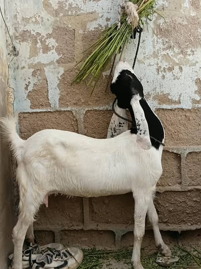 gulabi nose main mundi bakri 03160603329