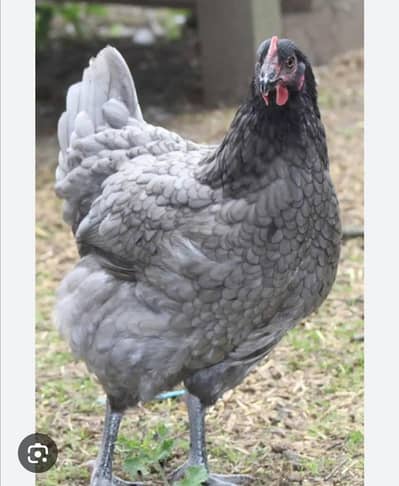 golden Misri pair and one African breed hen