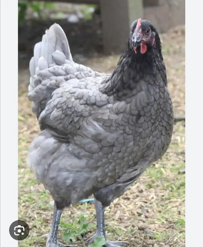 golden Misri pair and one African breed hen