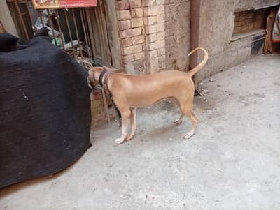 Lapa gultair female