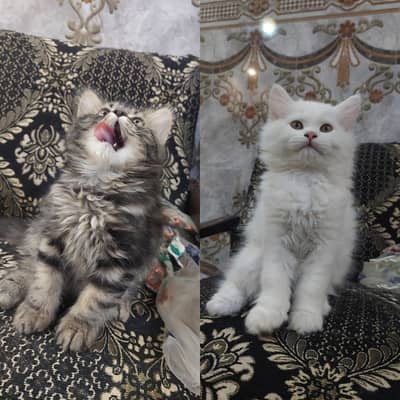 Persian triple coat kitten.