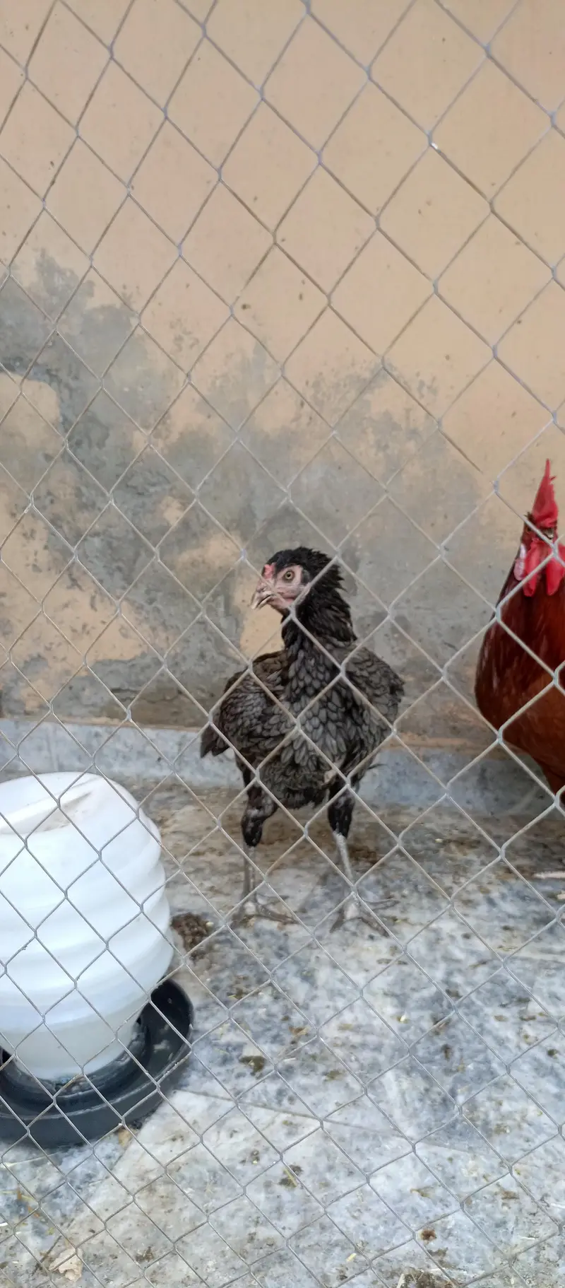 Aseel hen — photo 2