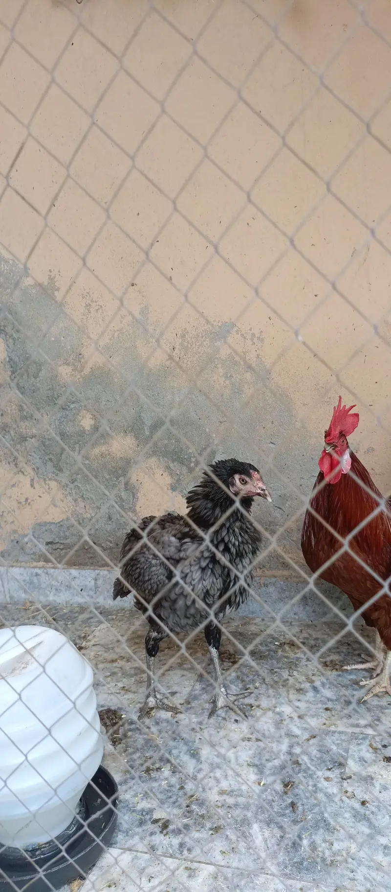 Aseel hen — photo 3