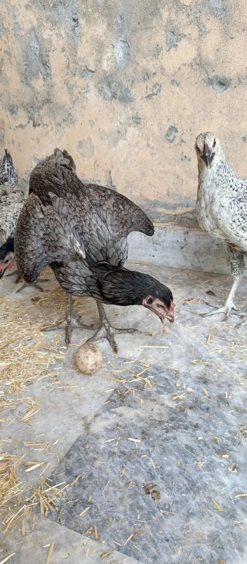Aseel hen — photo 4