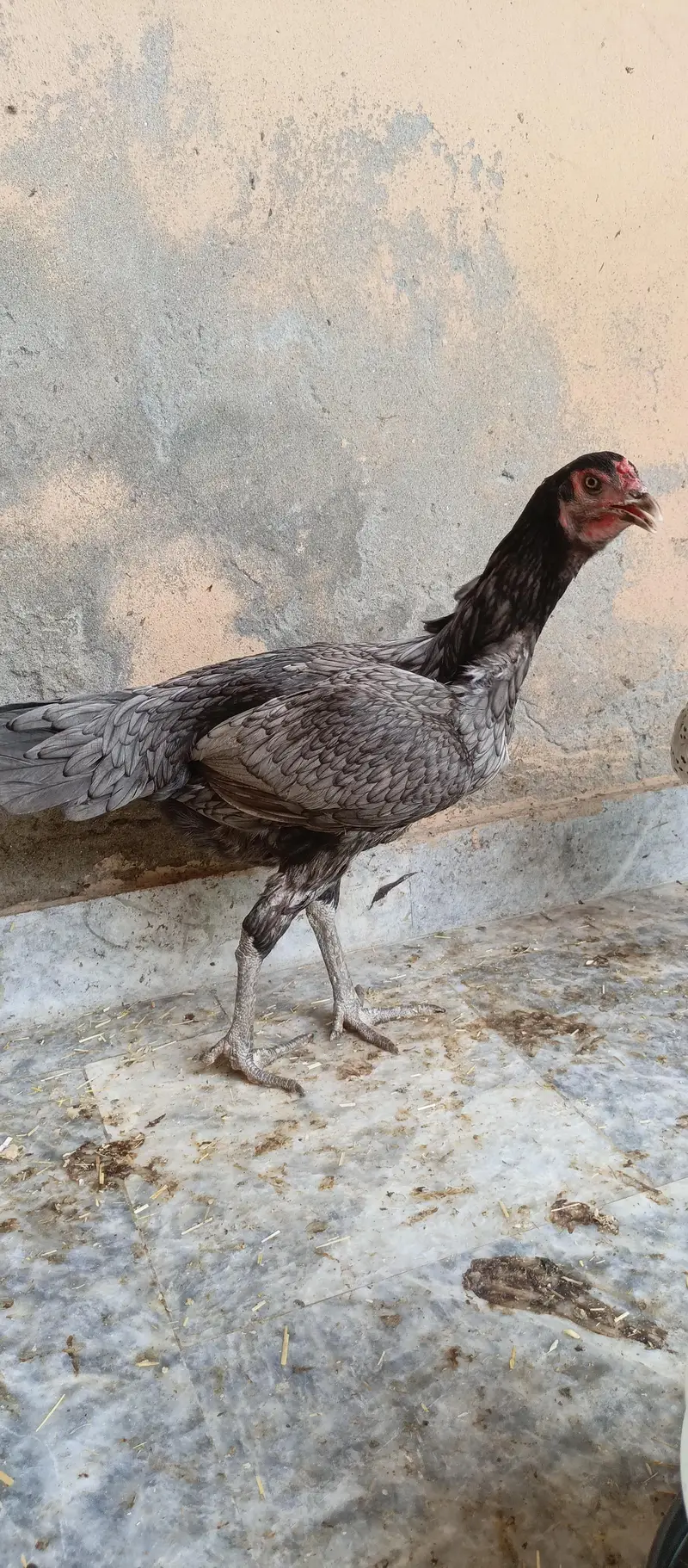 Aseel hen — photo 5