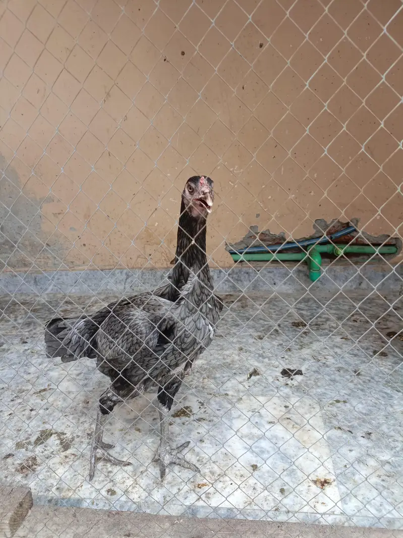 Aseel hen — photo 6
