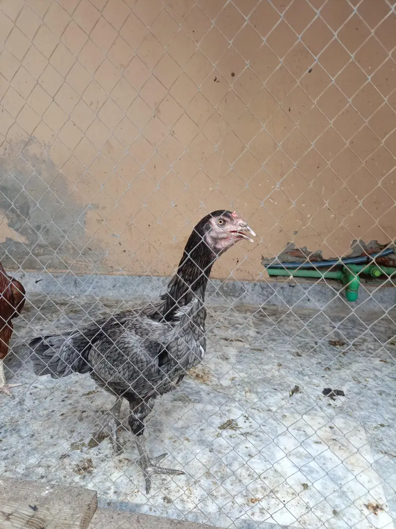 Aseel hen — photo 7