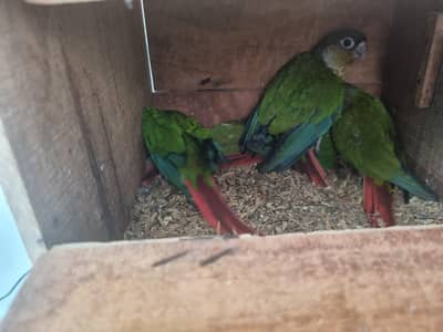 Green Cheek Conure yellowsided