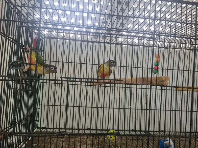 Green Cheek Conure yellowsided — photo 2