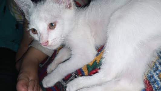 white cat active