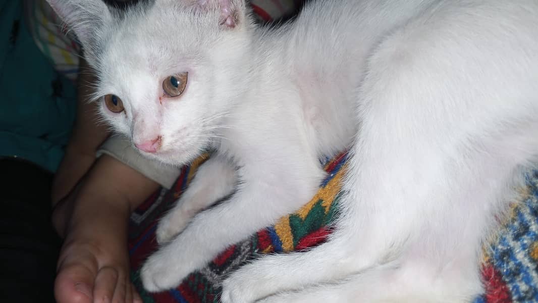 white cat active 0
