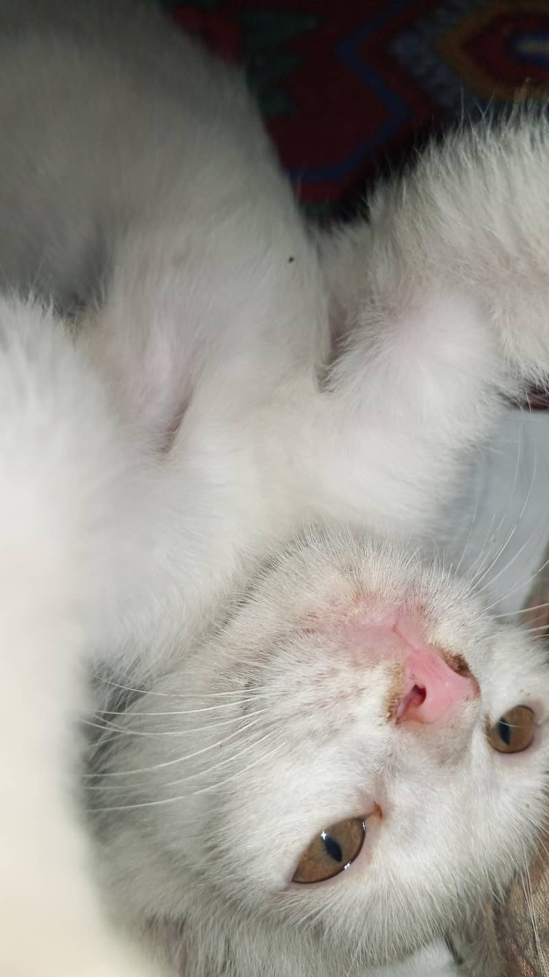 white cat active 1