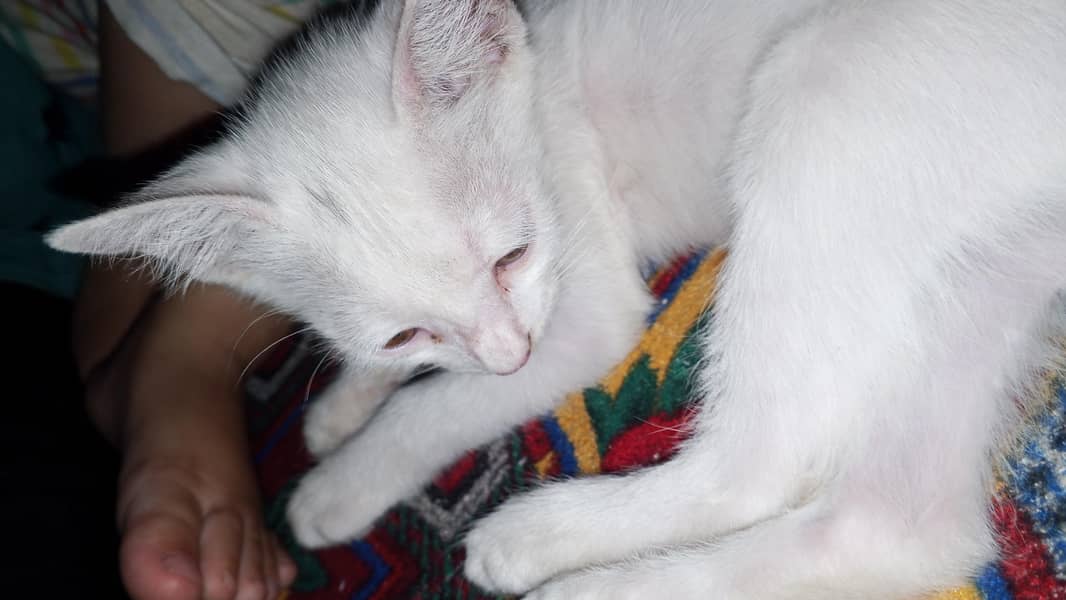 white cat active 2